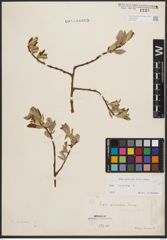 Foto von Salix caprea L.